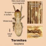 Does Your House Have Wood Destroying Insects?
