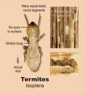 Read more about the article Does Your House Have Wood Destroying Insects?